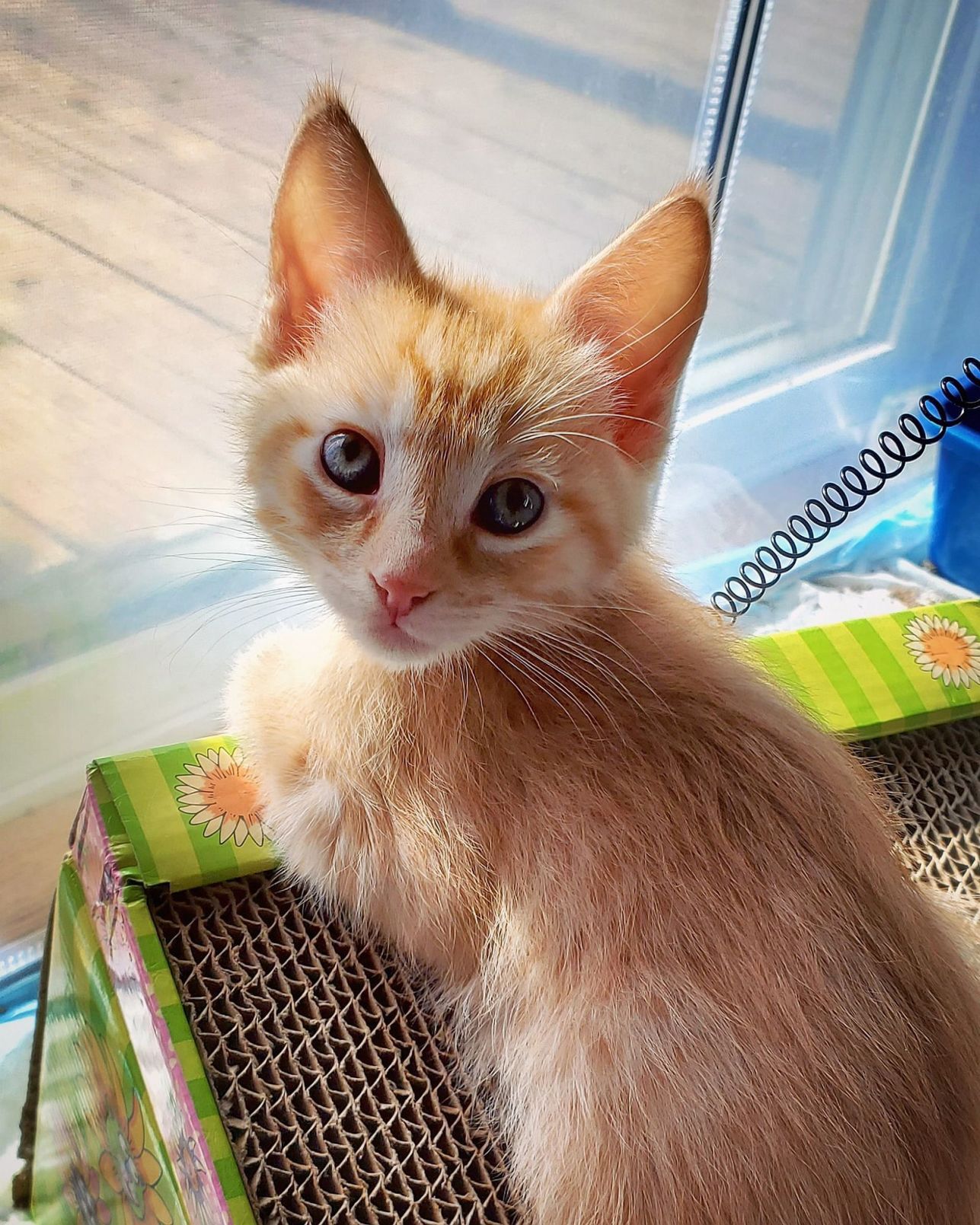 Adopt a Pet | Junior Mint